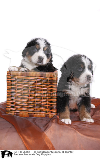 Bernese Mountain Dog Puppies / RR-25567