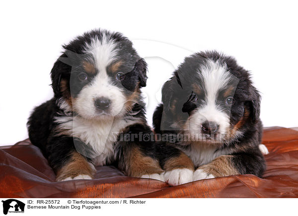Bernese Mountain Dog Puppies / RR-25572