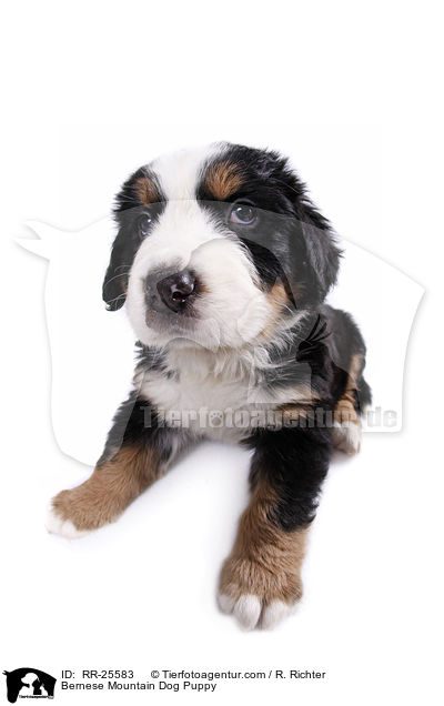Bernese Mountain Dog Puppy / RR-25583
