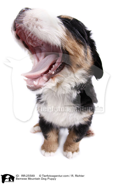 Bernese Mountain Dog Puppy / RR-25589