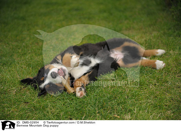 Bernese Mountain Dog puppy / DMS-02954