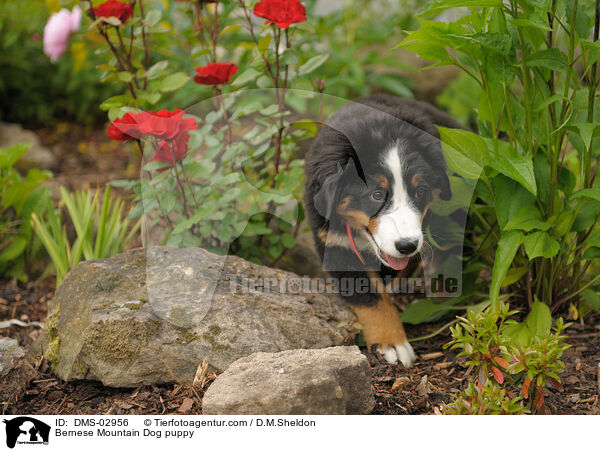 Bernese Mountain Dog puppy / DMS-02956