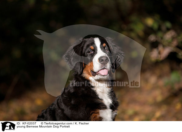 young Bernese Mountain Dog Portrait / KF-02037