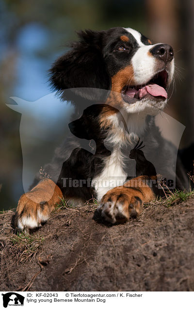 lying young Bernese Mountain Dog / KF-02043
