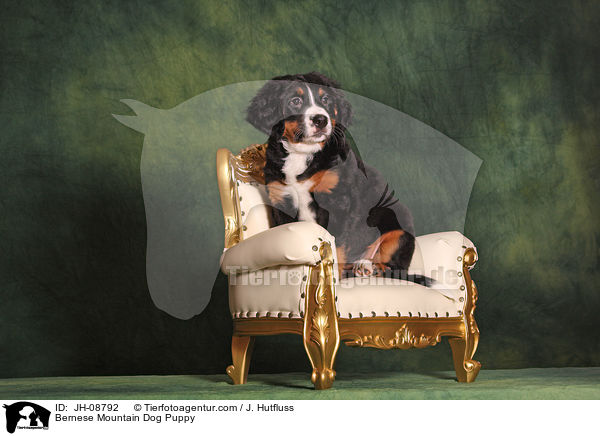 Berner Sennenhund Welpe / Bernese Mountain Dog Puppy / JH-08792