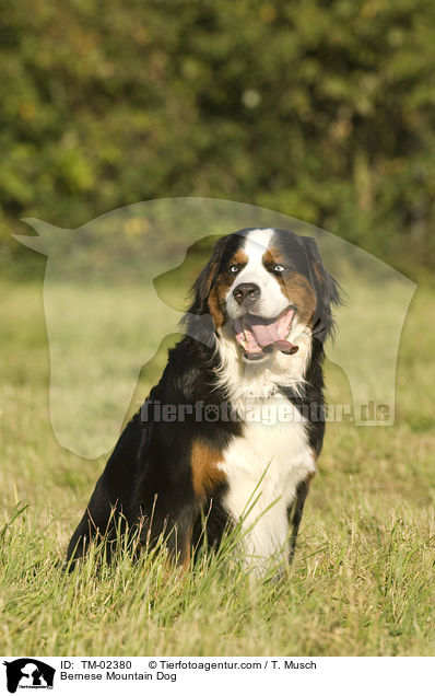 Bernese Mountain Dog / TM-02380