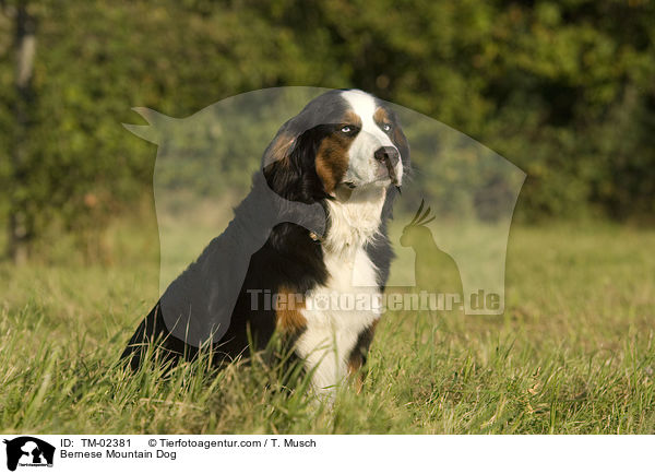 Bernese Mountain Dog / TM-02381