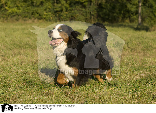 walking Bernese Mountain Dog / TM-02385