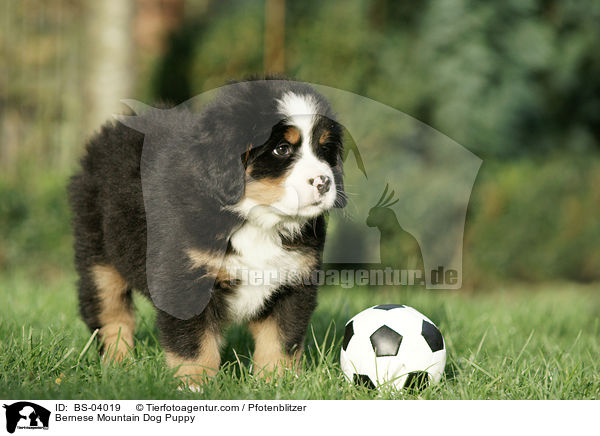 Berner Sennenhund Welpe / Bernese Mountain Dog Puppy / BS-04019