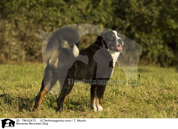 Bernese Mountain Dog / TM-02473