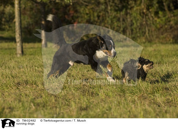 running dogs / TM-02482