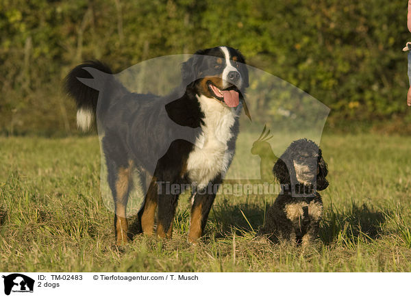2 dogs / TM-02483
