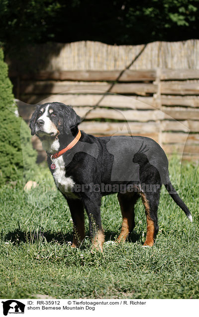 shorn Bernese Mountain Dog / RR-35912