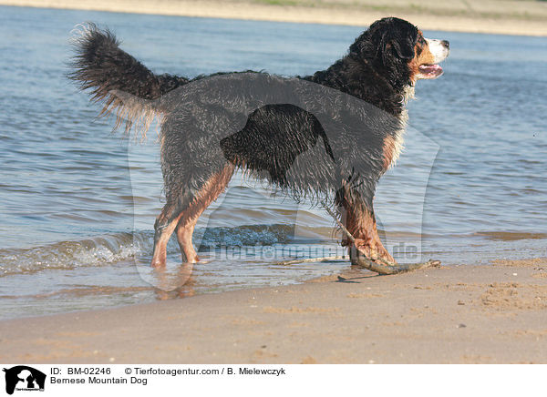 Bernese Mountain Dog / BM-02246