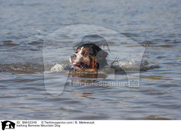 bathing Bernese Mountain Dog / BM-02248