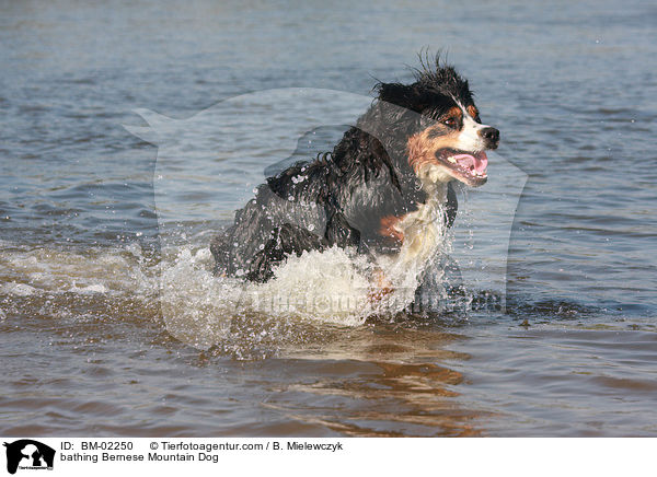 bathing Bernese Mountain Dog / BM-02250