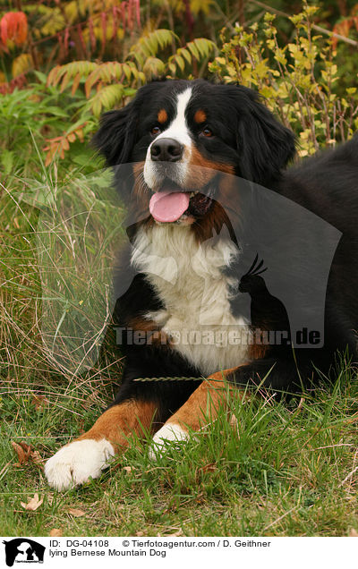 lying Bernese Mountain Dog / DG-04108