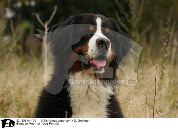 Bernese Mountain Dog Portrait / DG-04109