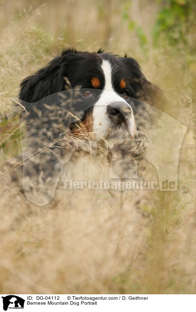 Bernese Mountain Dog Portrait / DG-04112