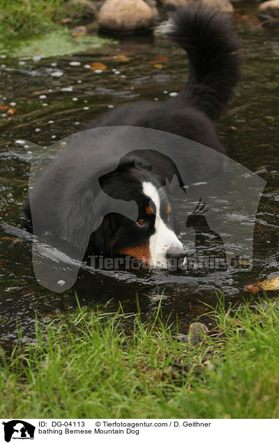 bathing Bernese Mountain Dog / DG-04113
