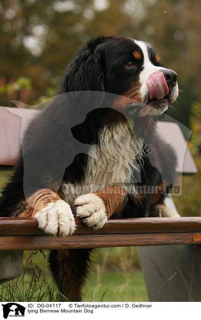 lying Bernese Mountain Dog / DG-04117