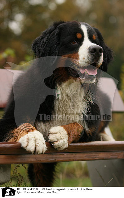 lying Bernese Mountain Dog / DG-04118