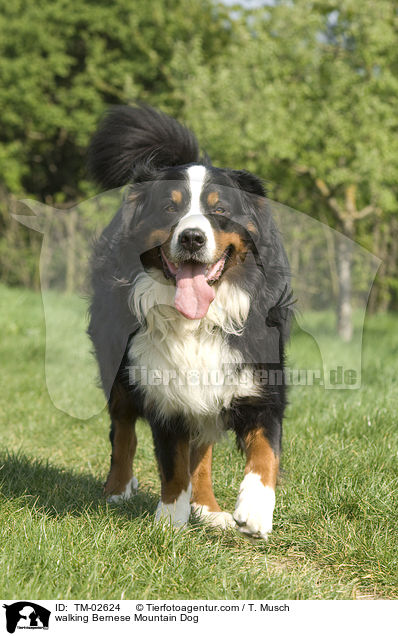walking Bernese Mountain Dog / TM-02624