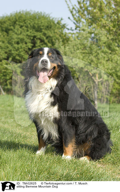 sitting Bernese Mountain Dog / TM-02625