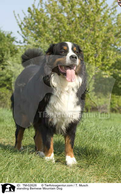 standing Bernese Mountain Dog / TM-02626