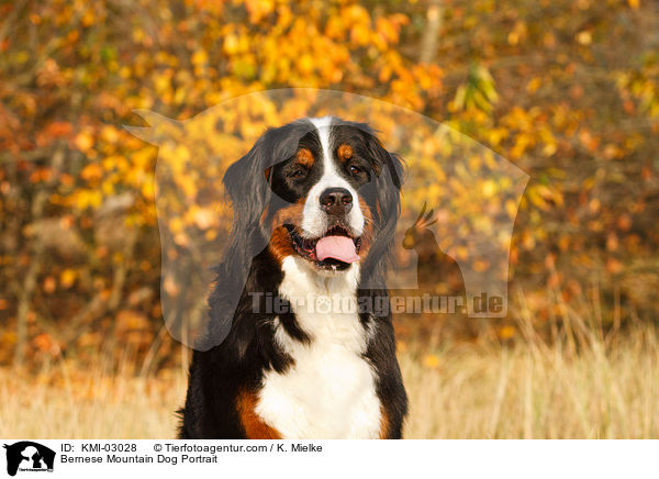 Bernese Mountain Dog Portrait / KMI-03028