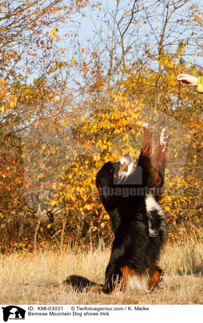 Bernese Mountain Dog shows trick / KMI-03031