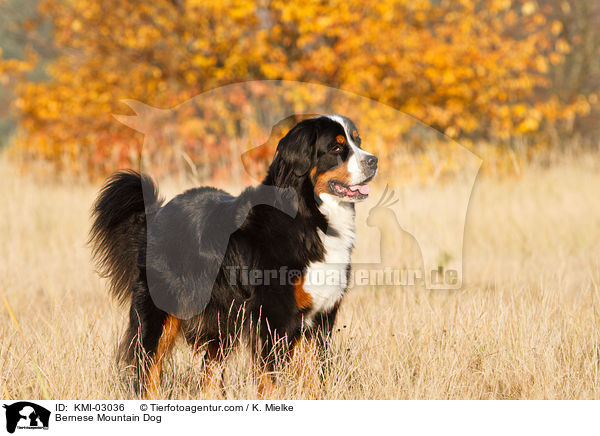 Bernese Mountain Dog / KMI-03036