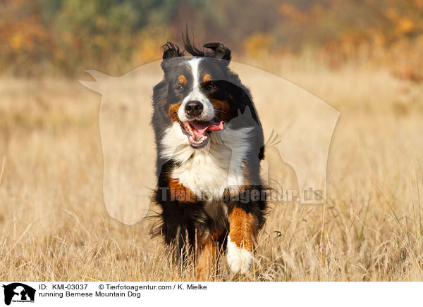 running Bernese Mountain Dog / KMI-03037
