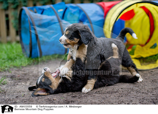 Bernese Mountain Dog Puppies / AM-03559