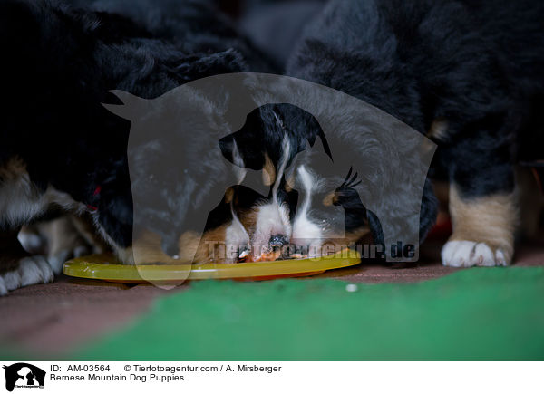 Berner Sennenhund Welpen / Bernese Mountain Dog Puppies / AM-03564