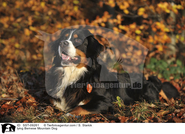 lying Bernese Mountain Dog / SST-09261