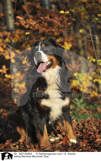 sitting Bernese Mountain Dog / SST-09262