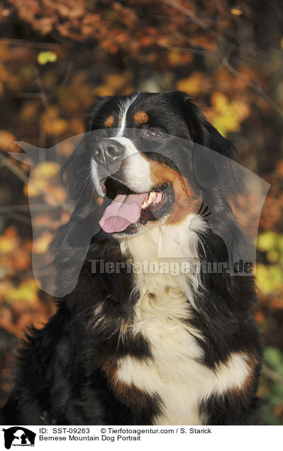 Bernese Mountain Dog Portrait / SST-09263