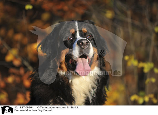 Bernese Mountain Dog Portrait / SST-09264