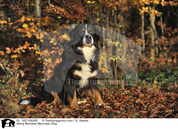 sitting Bernese Mountain Dog / SST-09265