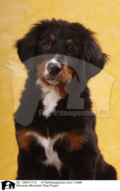 Bernese Mountain Dog Puppy / VM-01113