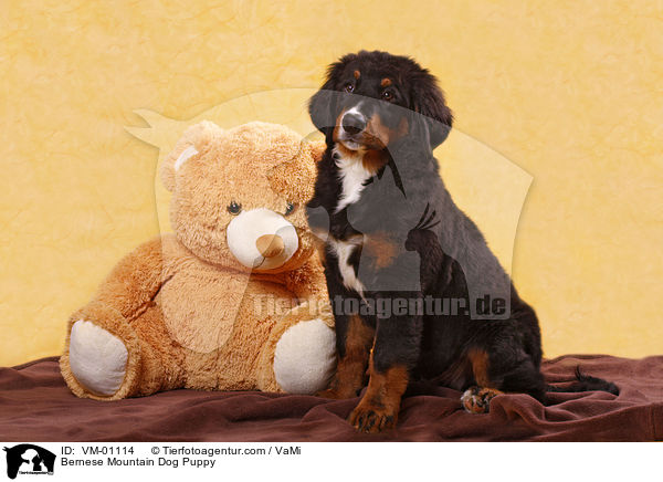Bernese Mountain Dog Puppy / VM-01114