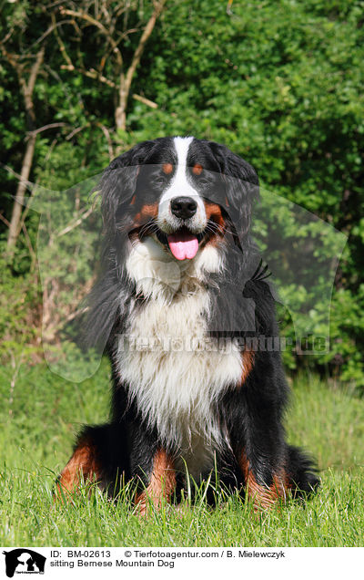 sitting Bernese Mountain Dog / BM-02613