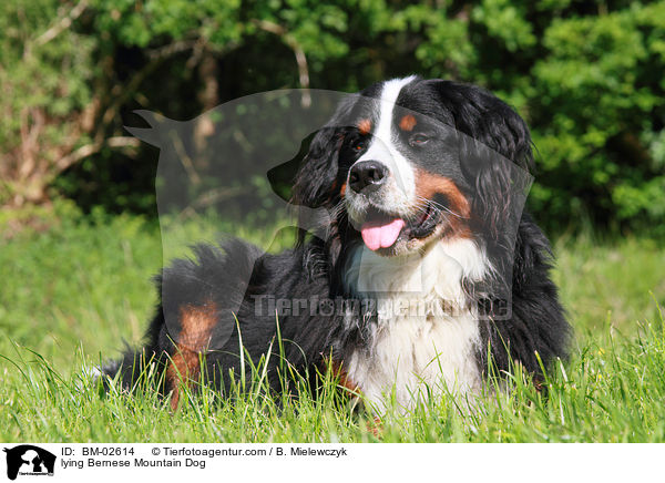 lying Bernese Mountain Dog / BM-02614