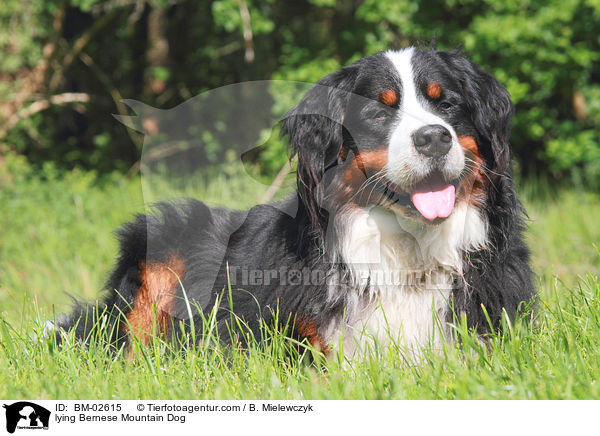 lying Bernese Mountain Dog / BM-02615