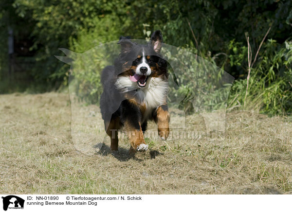 running Bernese Mountain Dog / NN-01890