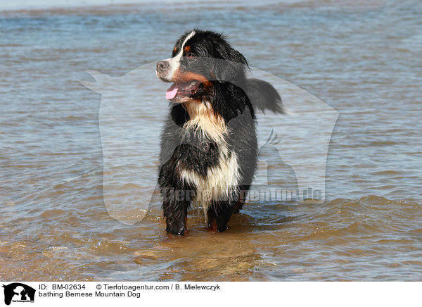 bathing Bernese Mountain Dog / BM-02634