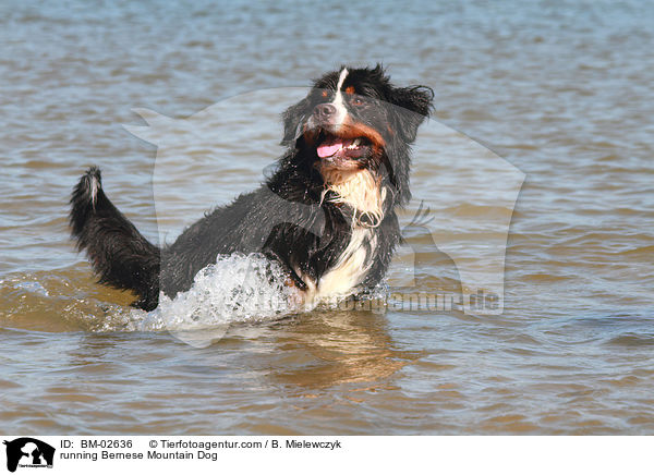 running Bernese Mountain Dog / BM-02636