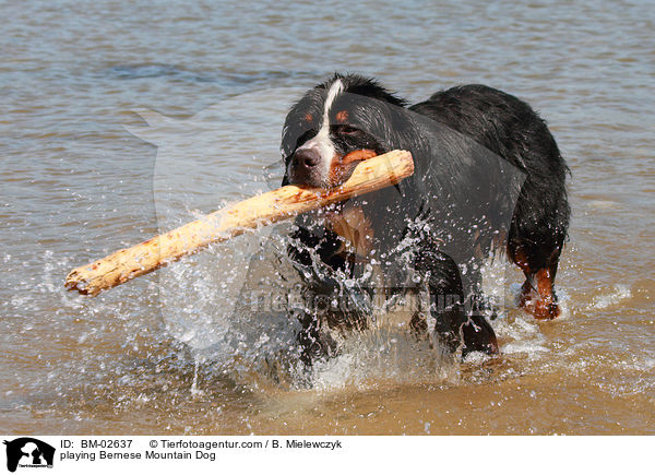 playing Bernese Mountain Dog / BM-02637