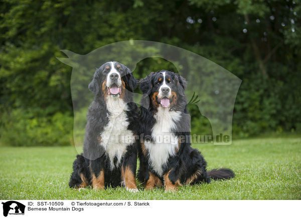 Bernese Mountain Dogs / SST-10509